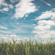 Corn field