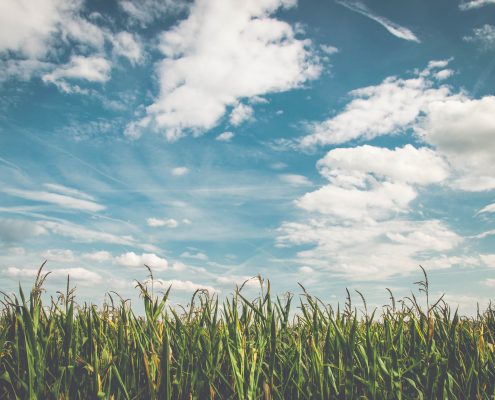 Corn field