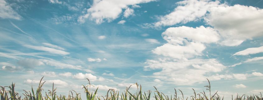 Corn field