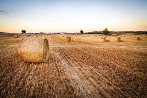 Field with hay bales