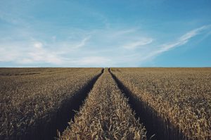 Field rows