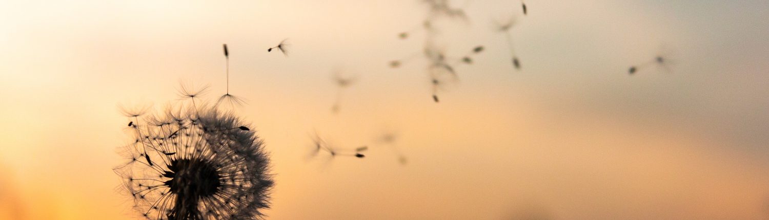 Dandelion blowing in wind