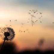 Dandelion blowing in wind