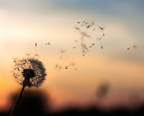 Dandelion blowing in wind