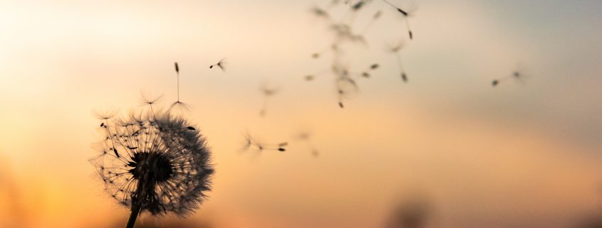 Dandelion blowing in wind