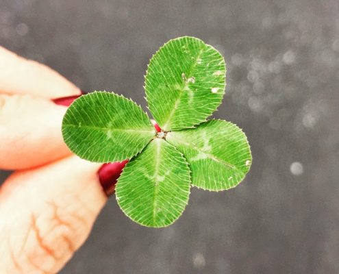 four leaf clover
