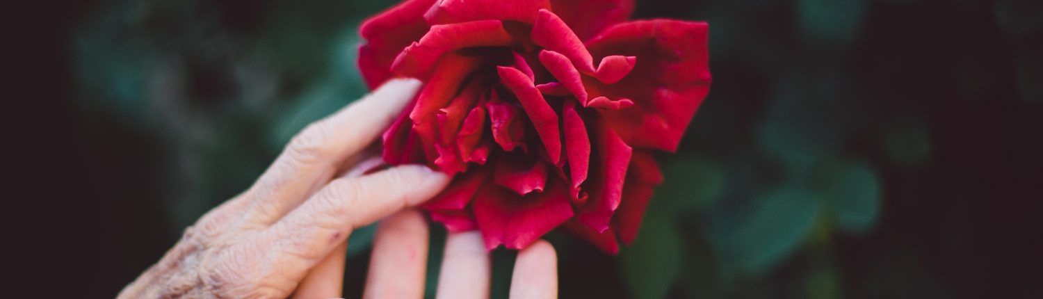 old and young hand touching a rose