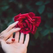 old and young hand touching a rose