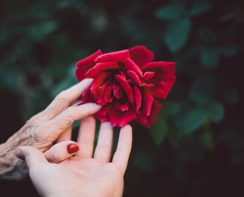 old and young hand touching a rose