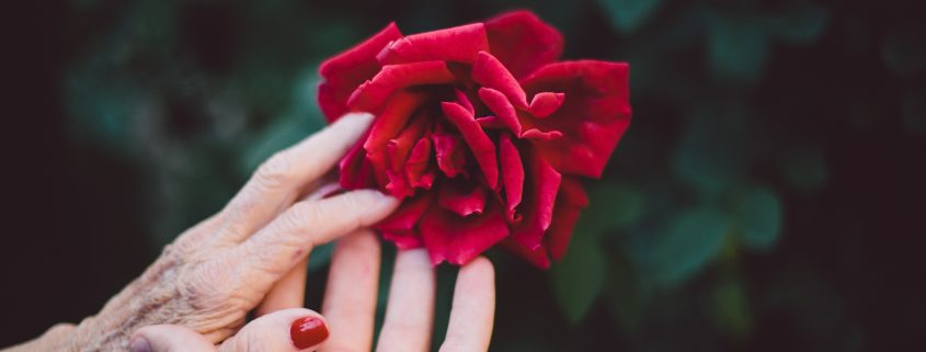 old and young hand touching a rose