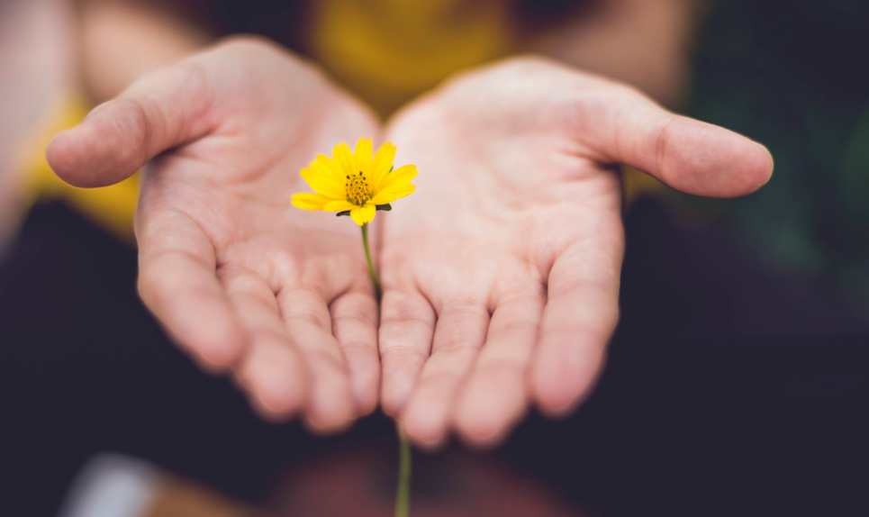 yellow flower in hands