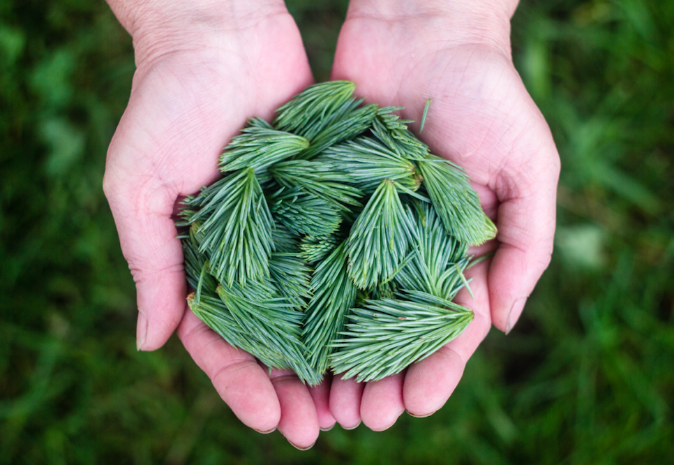 hands holding evergreen fir