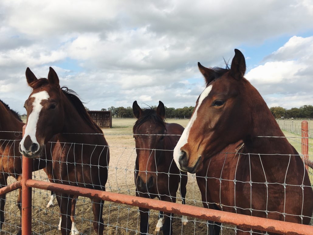 horses at fence
