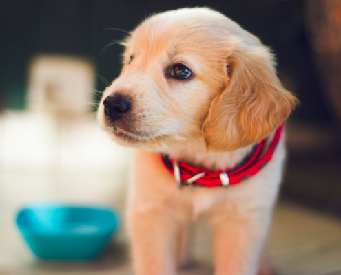cute puppy