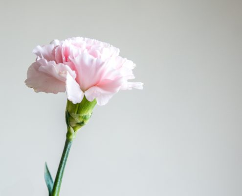single pink carnation
