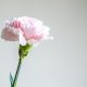 single pink carnation