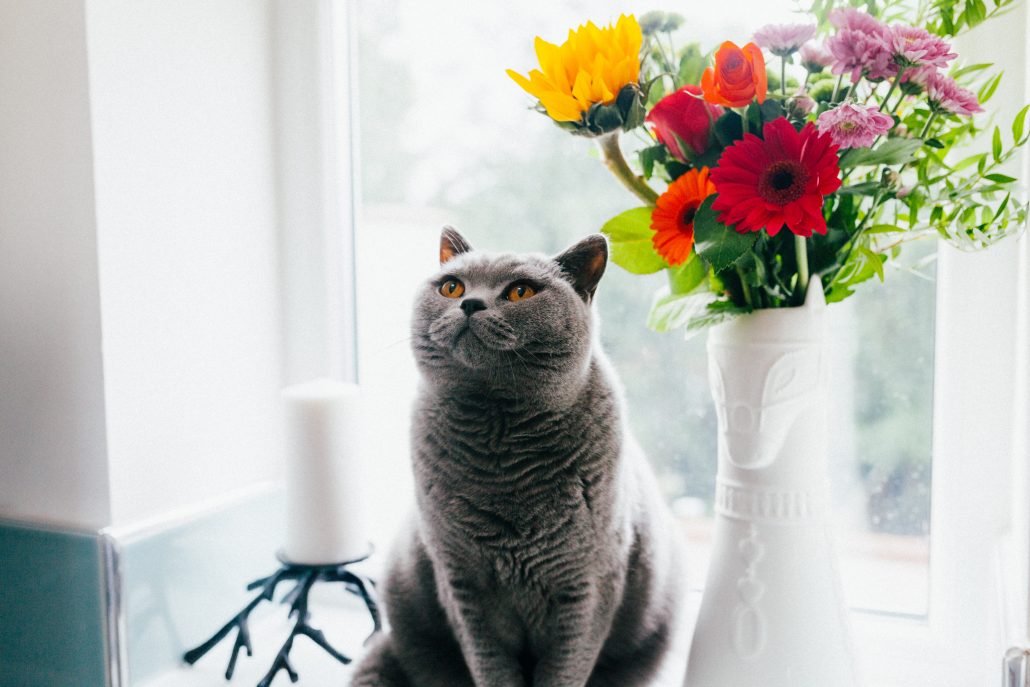 cat with flowers