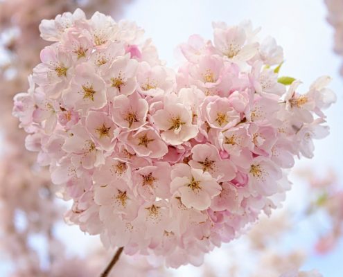 flower-pink-mothers-day