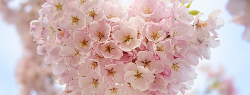 flower-pink-mothers-day
