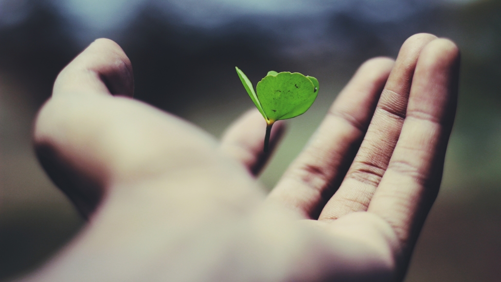 green plant growing