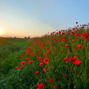 red poppies memorial day