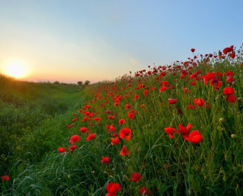 red poppies memorial day