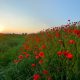 red poppies memorial day