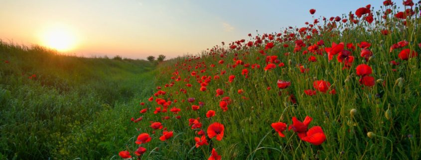 red poppies memorial day