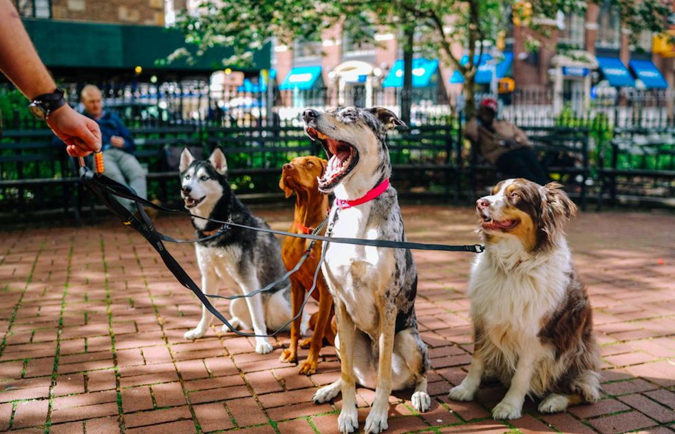 dogs on a dog walker's leash