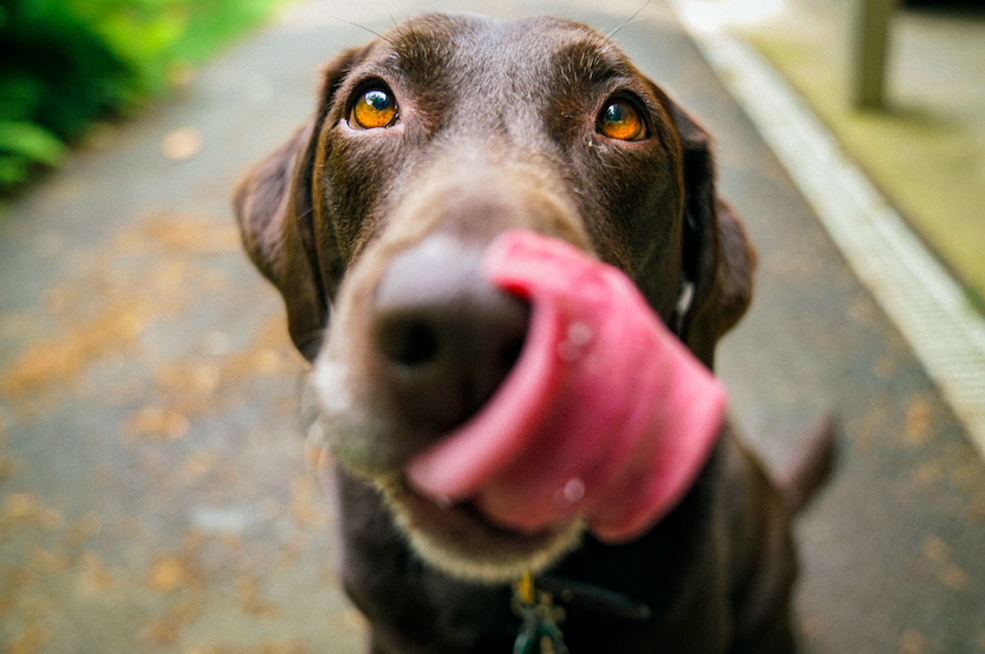 Close up of dog licking camera