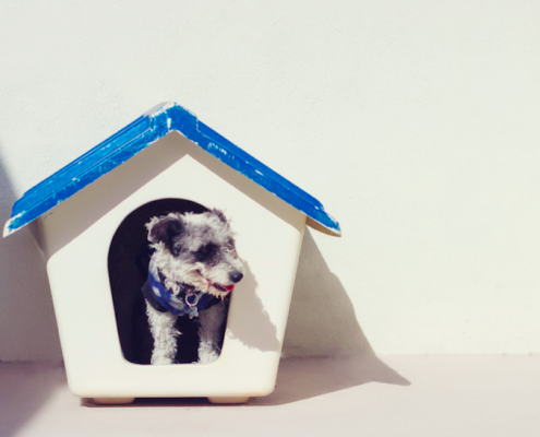 Dog in dog house