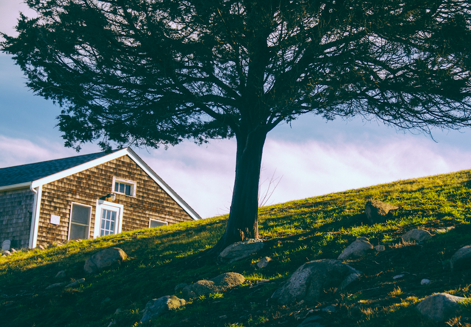 house under tree